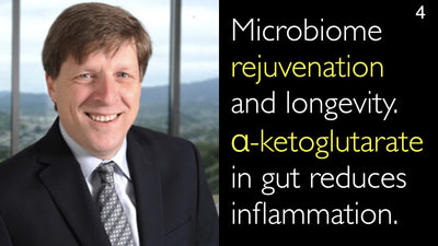 Rigenerazione del microbiota e longevità. L'alfa-chetoglutarato nell'intestino riduce l'infiammazione. 4